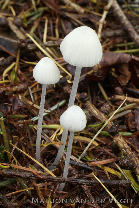 Witte stinkmycena - Hemimycena delectabilis